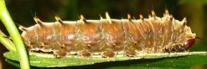 Larvae